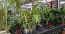 German garden retailers record first rise in sales in 2025