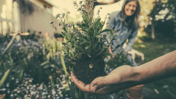 The price continues to rule in the European garden