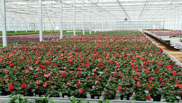 Ornamental plants produced in the EU continue to be exported mainly to Russia and Switzerland.